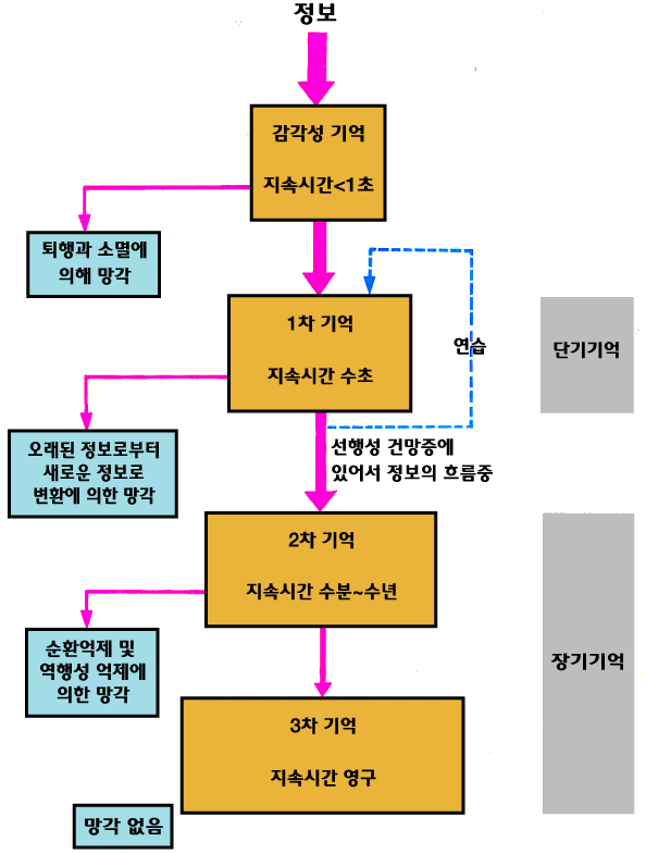 <그림 
16> 감각성 기억으로부터 3 차 기억까지의 정보흐름의 모식도